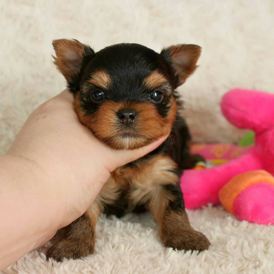 Yorkshire Terrier Puppies for Sale