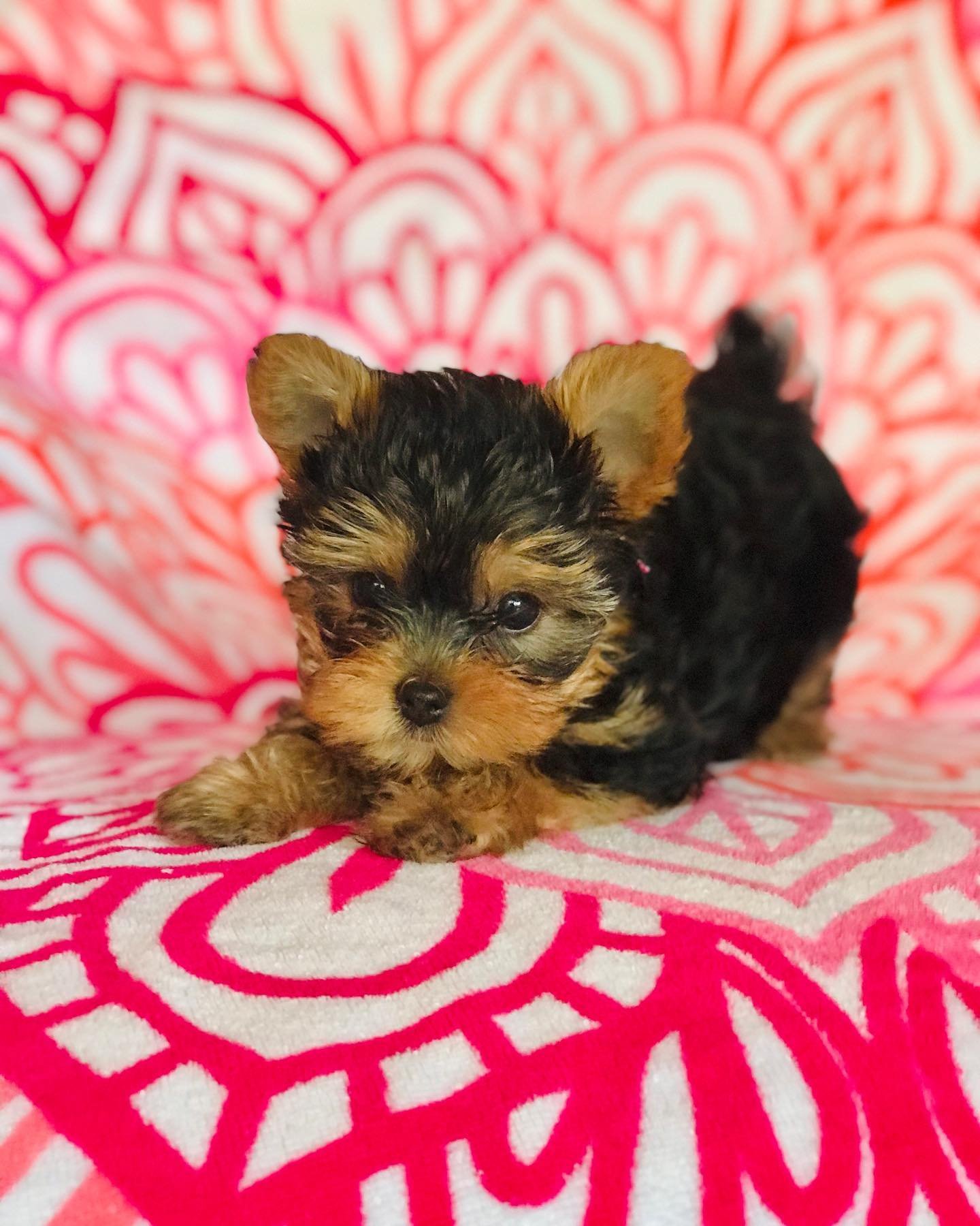 Teacup Yorkie puppies for sale