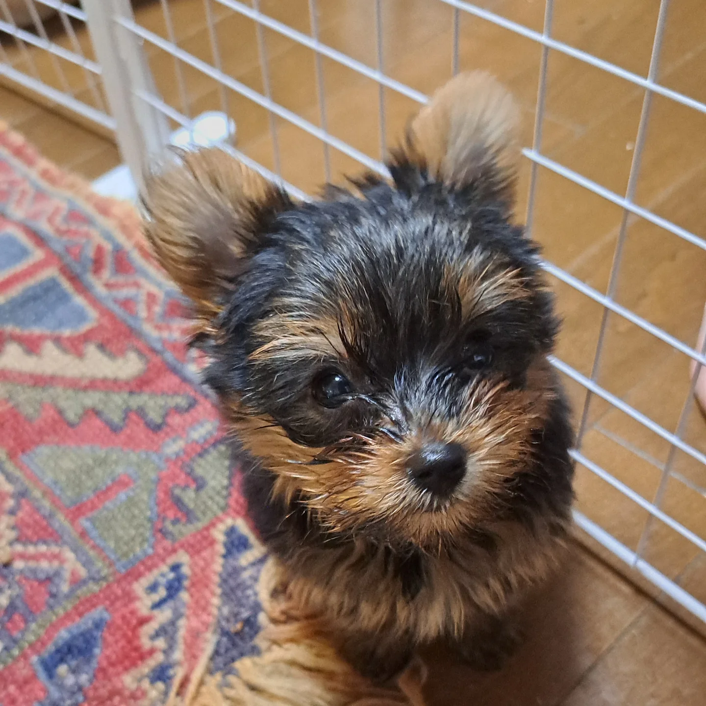 AKC Yorkie puppies for sale