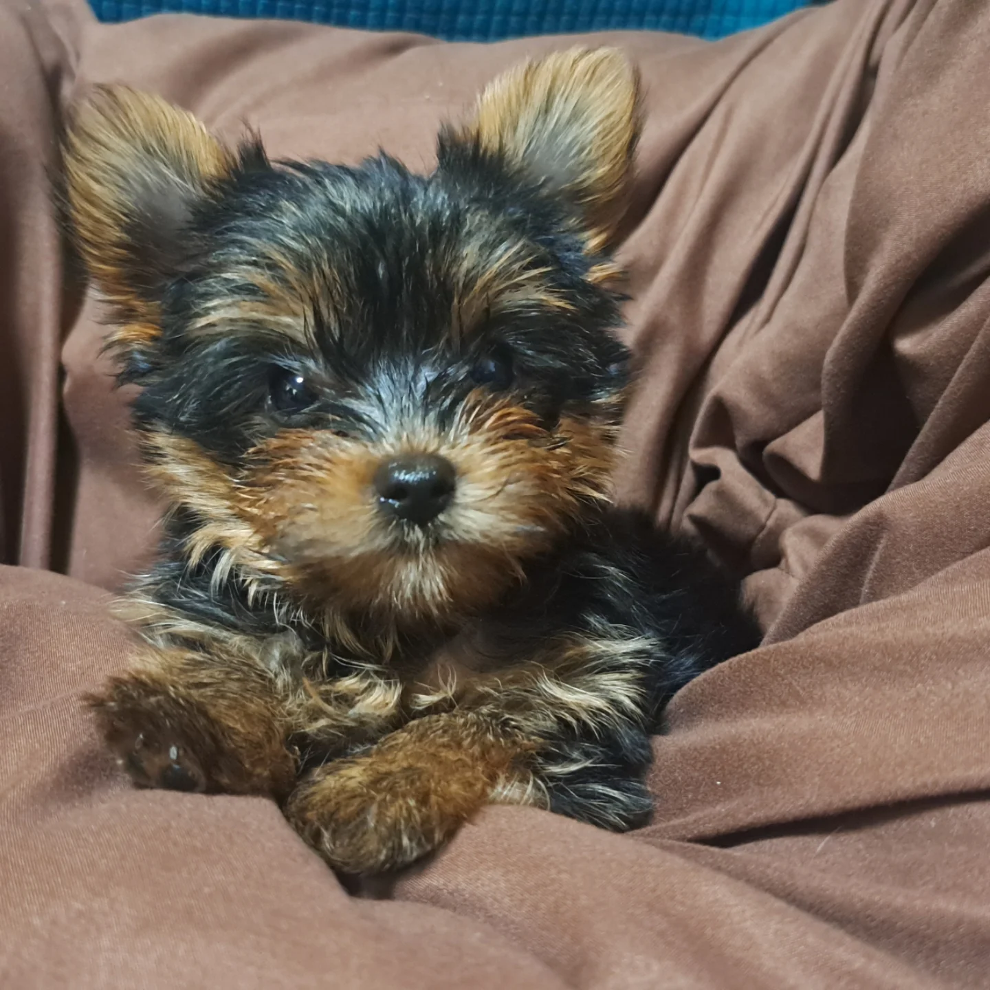 Mini Yorkie puppies for sale