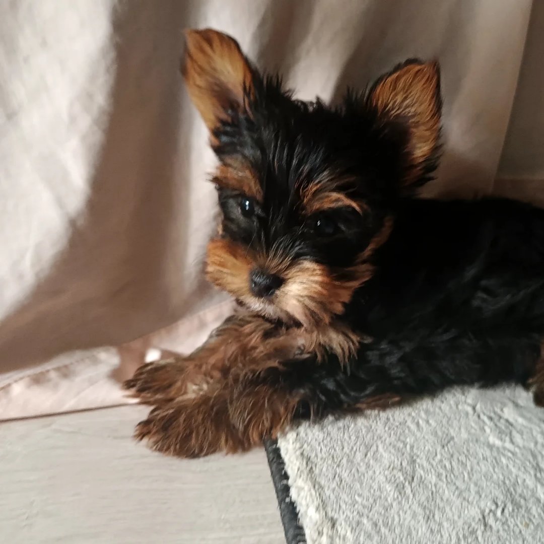 Yorkie Puppies for Sale