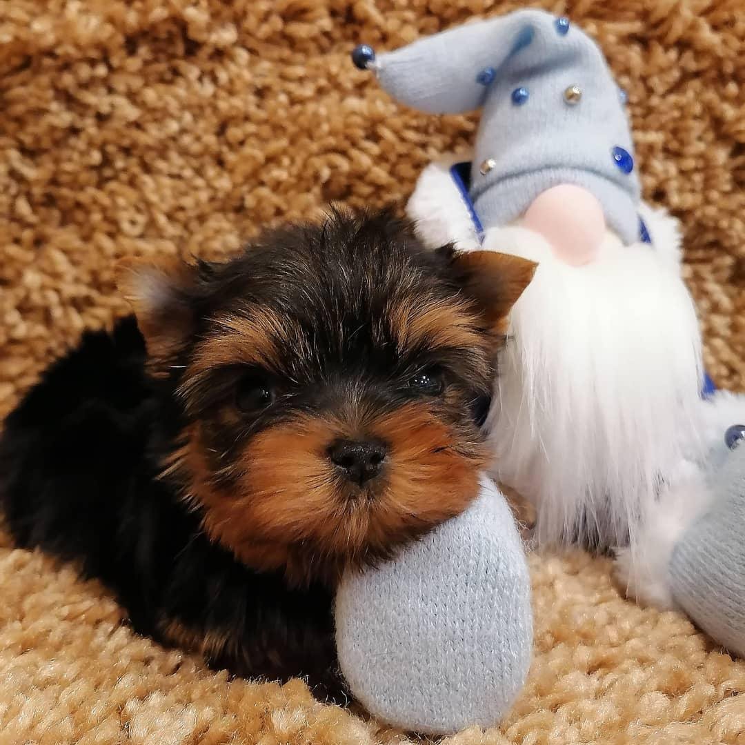 Teacup Yorkie Puppies for Sale