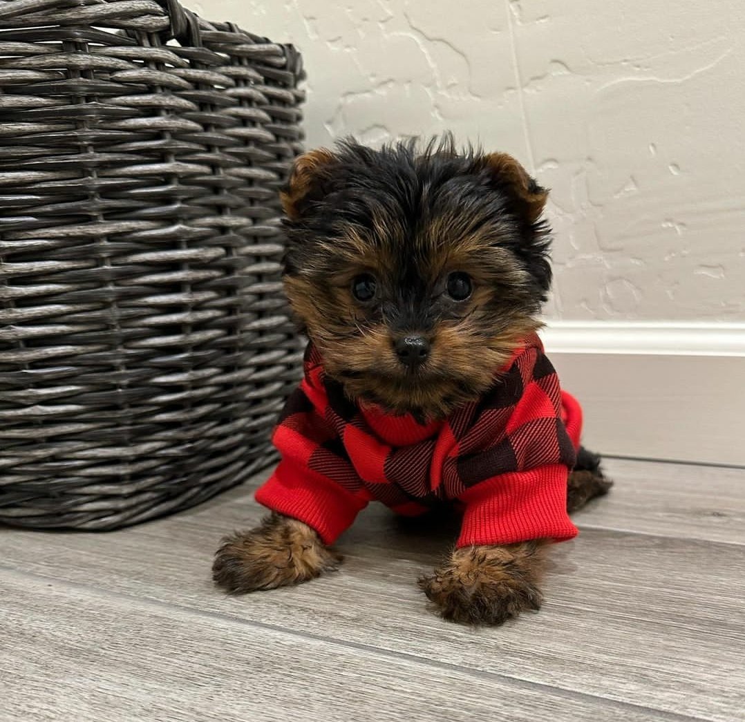 Teacup Yorkie puppies for sale