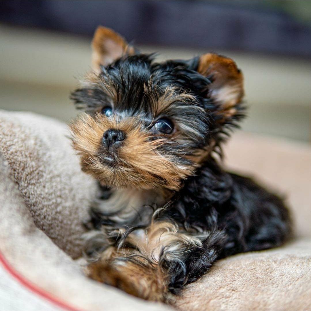 Teacup Yorkshire Terrier for sale