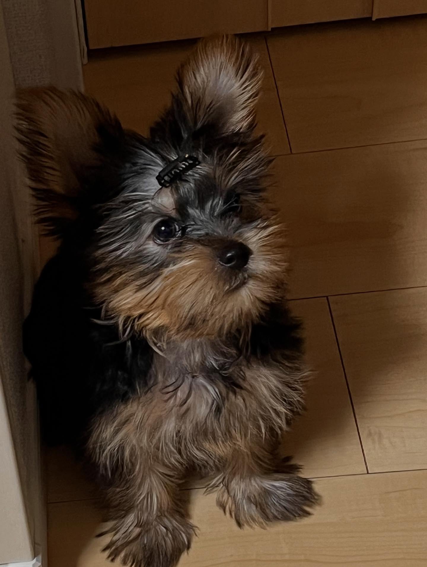 Healthy Yorkie puppies for sale