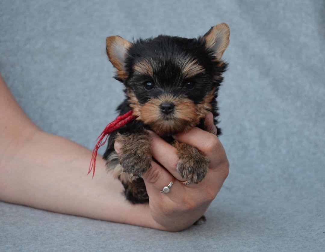 Yorkshire Terrier Puppy Sale